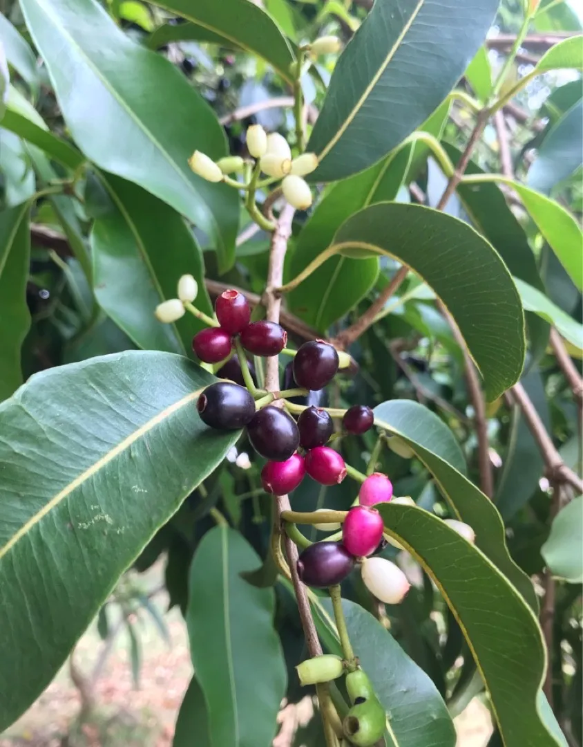 Java Plum flower